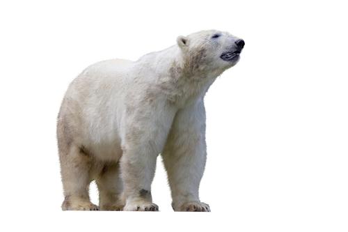 polar bear  predator  mammal