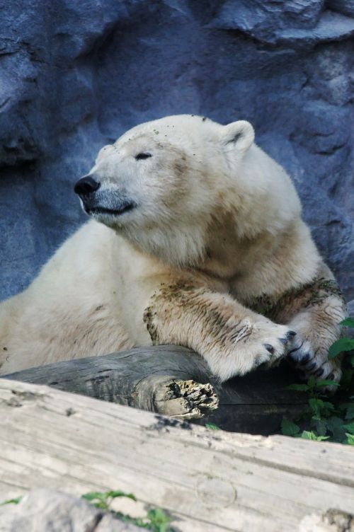 polar bear portrait bear