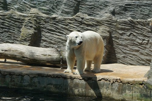polar bear  fur  zoo