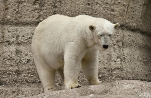 polar bear  predator  fur