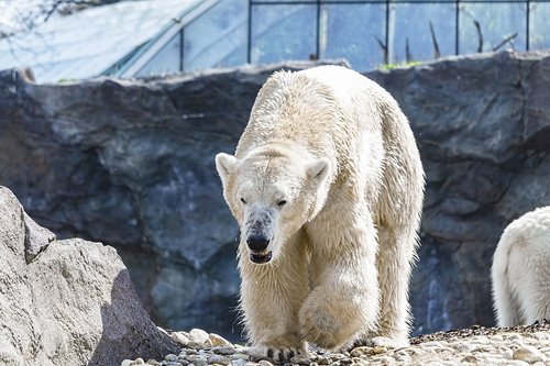 polar bear  bear  animal