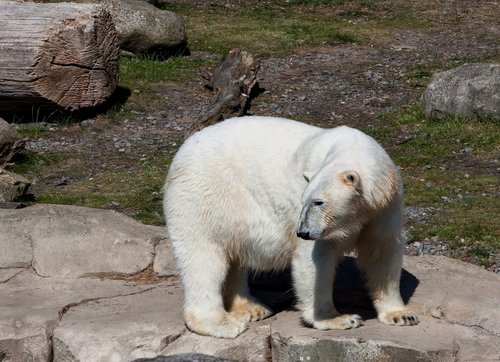 polar bear  animal  predator