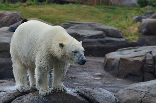 polar bear  zoo  nature