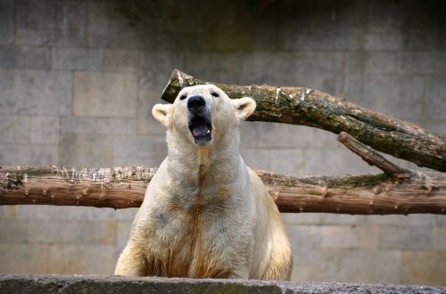 polar bear roar growl