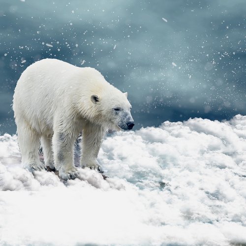 polar bear  snow  predator