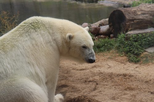 polar bear  zoo  animals