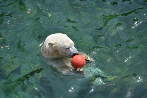 polar bear ball water