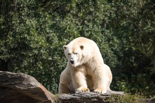 polar bear  predator  animal