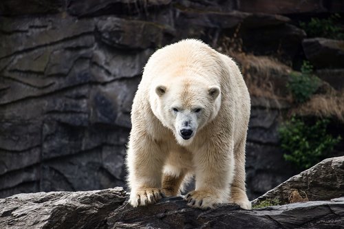 polar bear  predator  animal