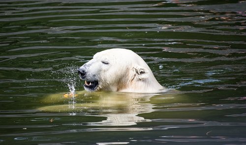 polar bear  predator  animal