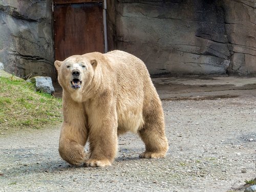 polar bear  zoo  predator