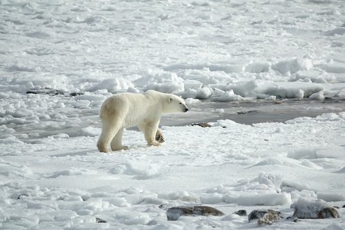 polar bear  arctic  ice