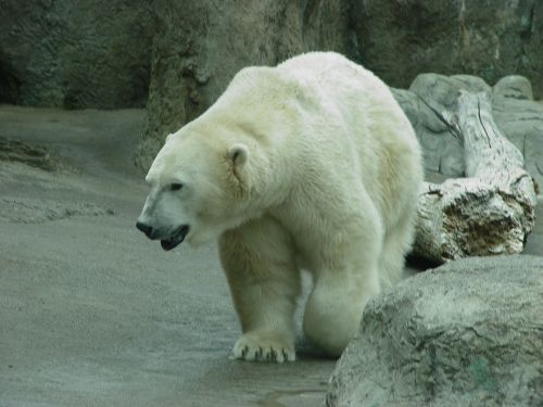 polar bear zoo polar