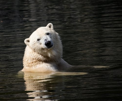 polar bear  mammal  predator