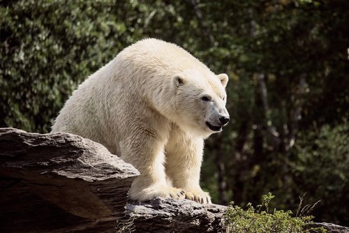 polar bear  predator  mammal