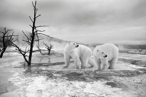 polar bear  winter  nature