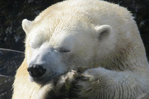 polar bear  sleeping  close up