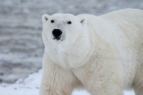polar bear arctic wildlife