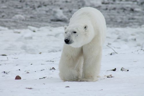 polar bear bear animal