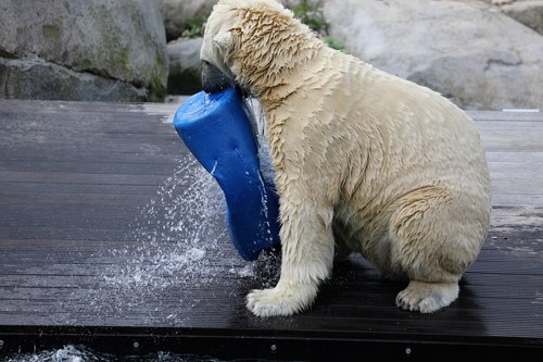 polar bear  dierenpar  kemmen