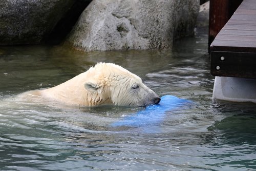 polar bear  animal  animals