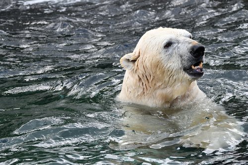 polar bear  zoo  animal