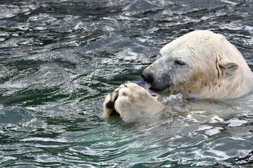 polar bear  zoo  animal
