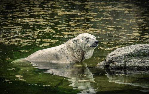 polar bear  water  predator