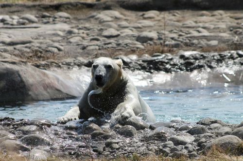 polar bear bear water
