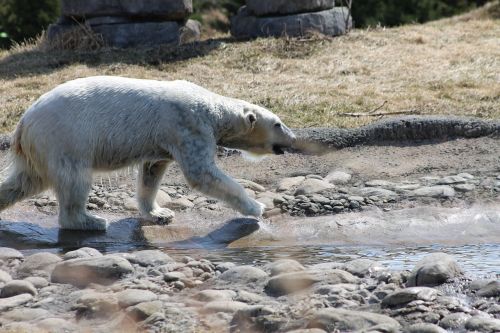 polar bear bear water