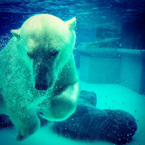 polar bear bear underwater