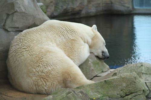 polar bear zoo fur