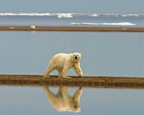 polar bear bear wilderness