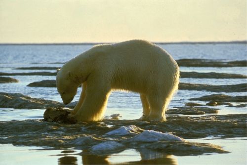 polar bear bear arctic