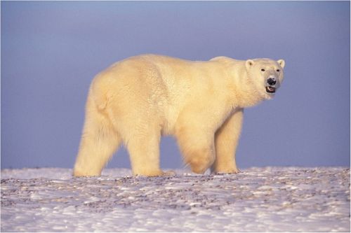 polar bear bear walking