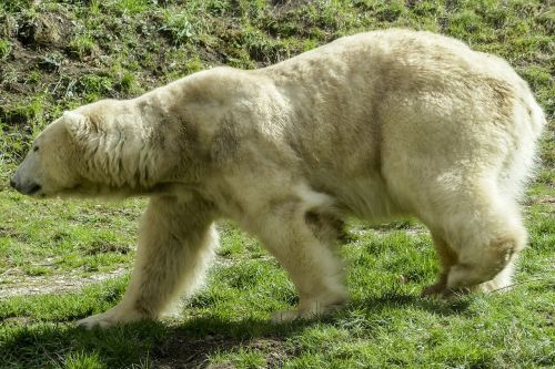 polar bear bear female