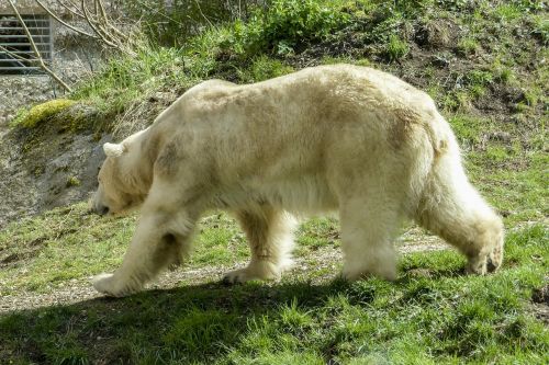 polar bear female animal