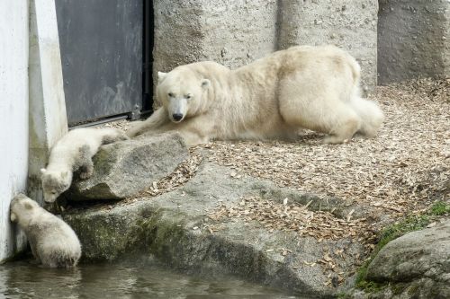 polar bear female cubs