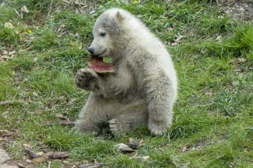 polar bear cub animal