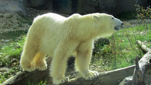 polar bear predator bear enclosure