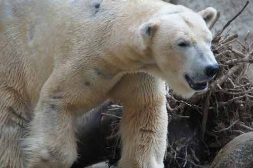 polar bear predator dangerous