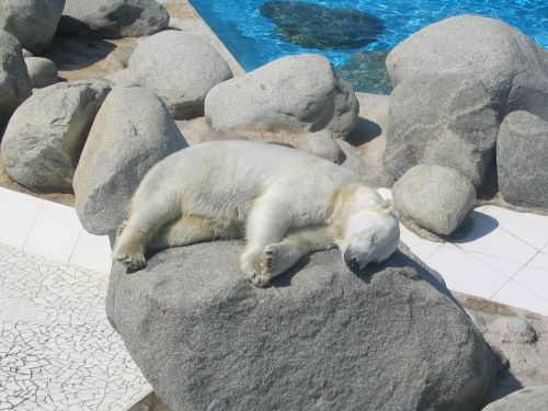 polar bear sun sleep