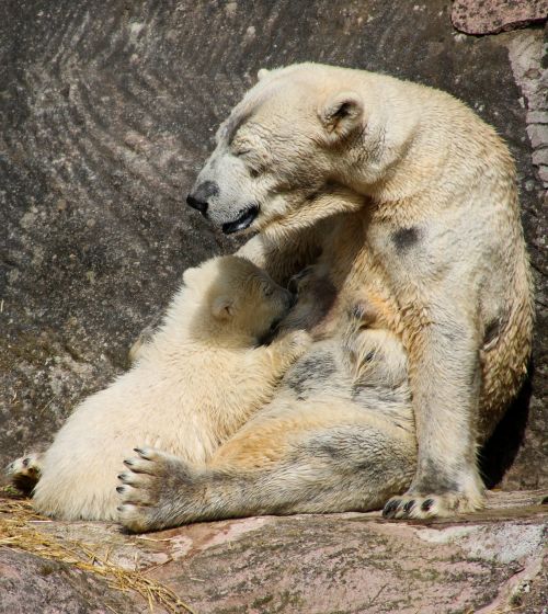 polar bear polar bear cub spring
