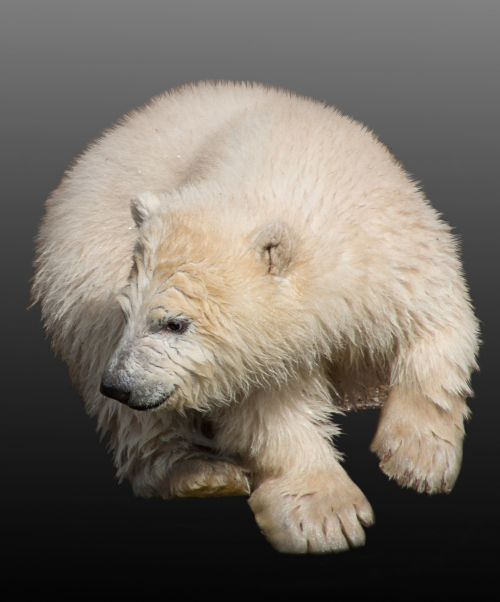polar bear young animal polar bear cub