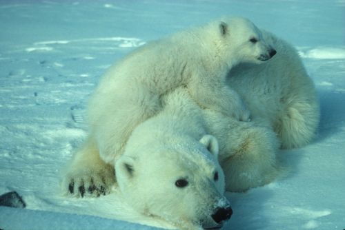 polar bear mother cub