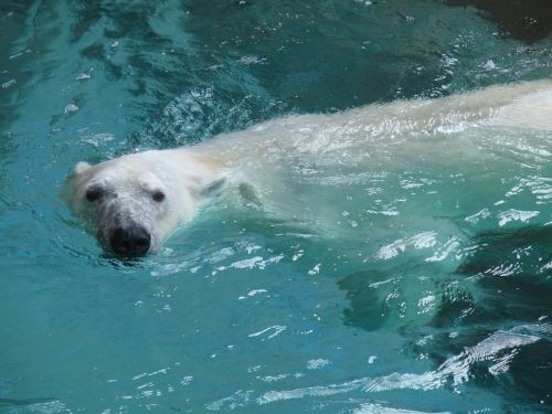 polar bear zoo bear
