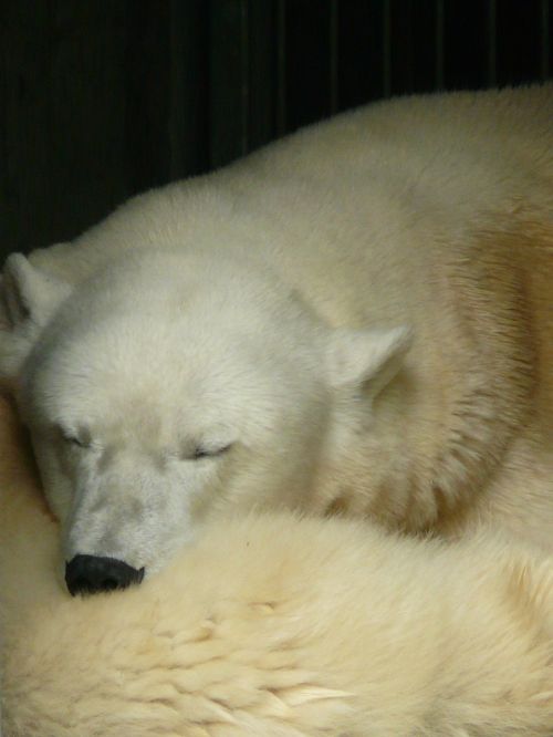 polar bear fur sleep