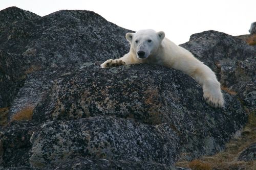 polar bear ice bear animal