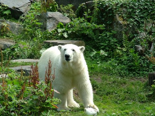 polar bear white bear