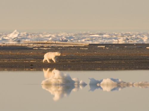 polar bear bear wilderness